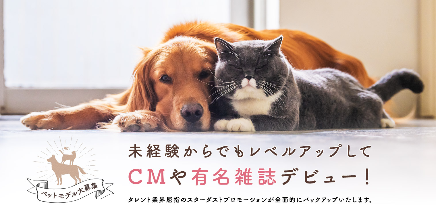未経験からでもレベルアップしてCMや有名雑誌デビュー!タレント業界屈指のスターダストプロモーションが全面的にバックアップいたします。
