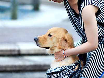 スタードッグ試験